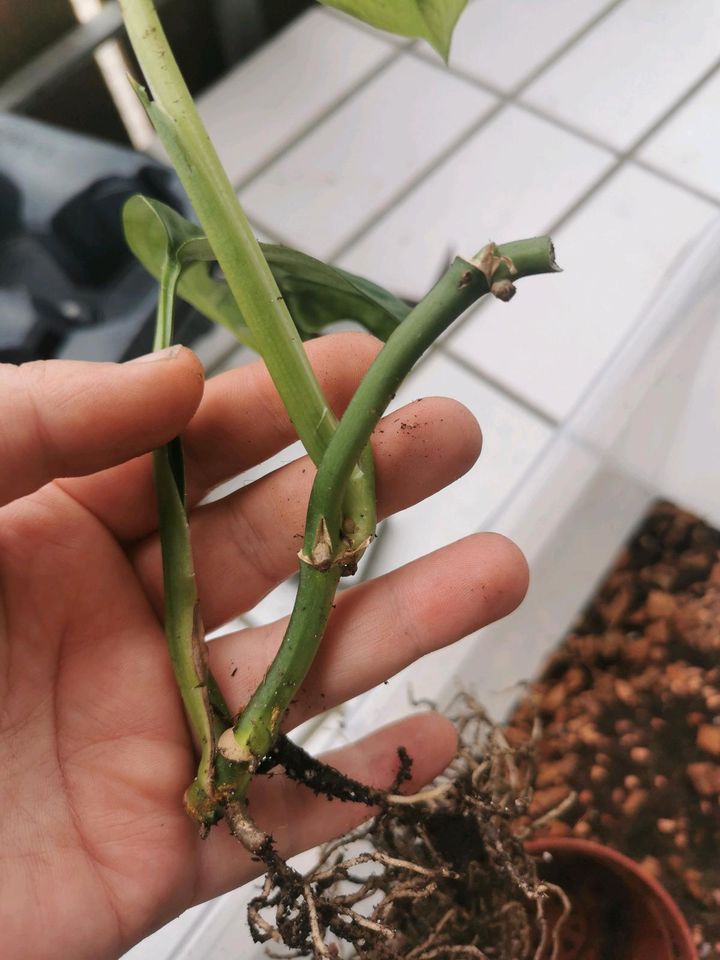 Monstera Adonsoni Albo Variegata in Kupferzell