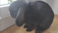 Kaninchen 1,4 Jahre alt. Nicht kastriert Niedersachsen - Obernkirchen Vorschau