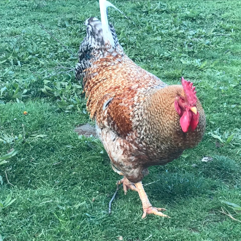 Bielefelder Kennhuhn Bruteier in Schrobenhausen