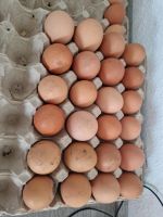 Eier zu verkaufen Hansestadt Demmin - Demmin Vorschau