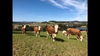Rindfleisch vom Armerhof Direktvermarktung Weide Bayern - Schwarzhofen Vorschau