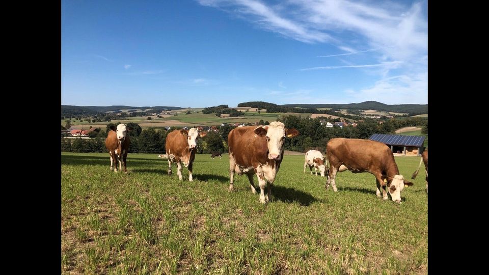 Rindfleisch vom Armerhof Direktvermarktung Weide in Schwarzhofen