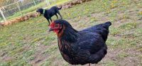 Antimilben Hühnerfutter je 50 kg Hessen - Hessisch Lichtenau Vorschau