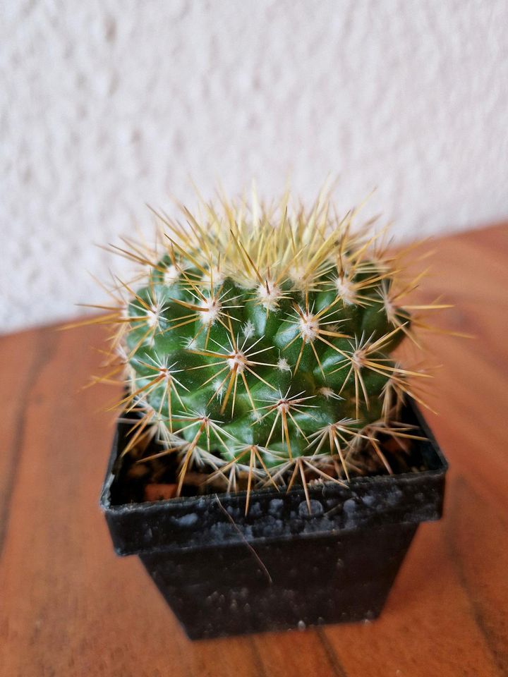 Mammilaria canelensis in Saarbrücken