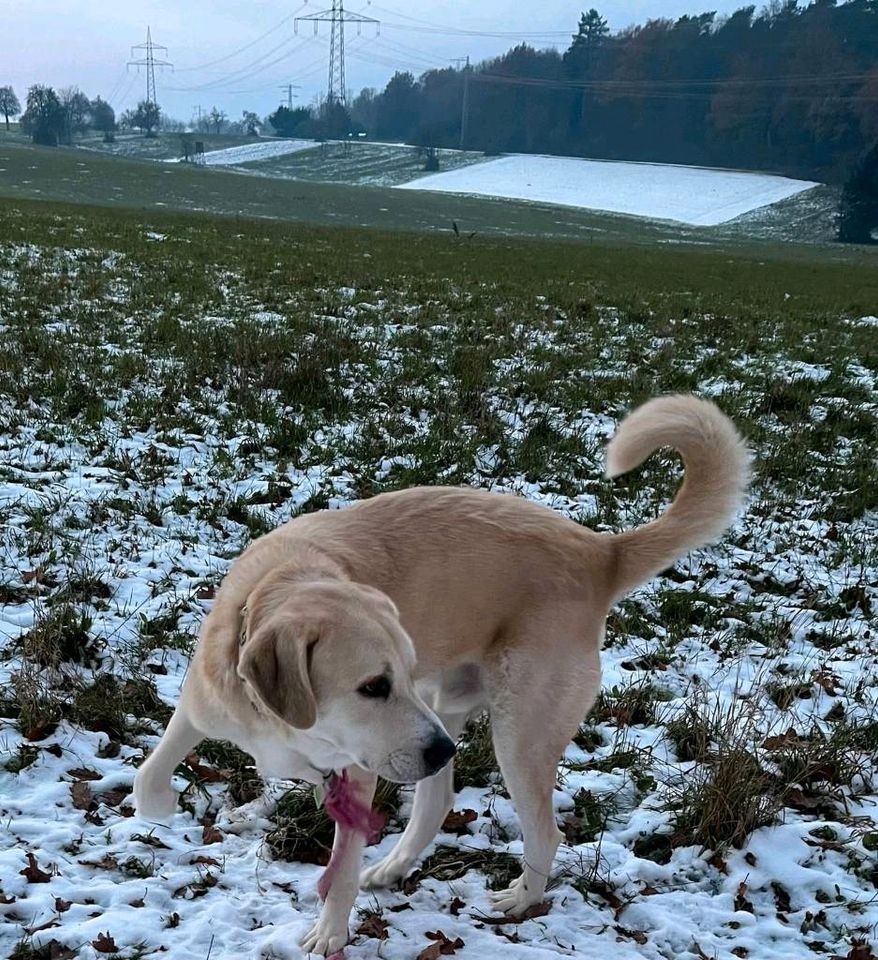 GANDALF Hirtenhund Rüde Tierschutz Hund in Bretten