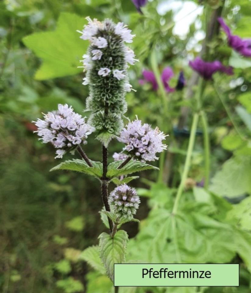 Echter Lavendel mehrjährig, besonders insektenfreundlich in Alzenau