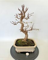 Bonsai Apfelbaum MALUS Rheinland-Pfalz - Böhl-Iggelheim Vorschau