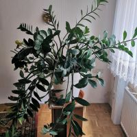Glücksfeder - Zamioculcas  Pflanze gross Saarland - Quierschied Vorschau