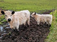 White Galloway Kühe mit Kalb (insgesamt 3) Schleswig-Holstein - Poyenberg Vorschau