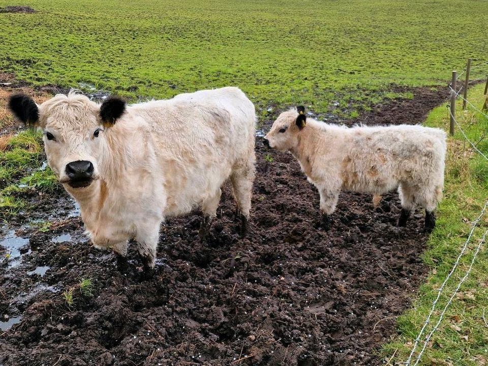 White Galloway Kühe mit Kalb (insgesamt 3) in Poyenberg