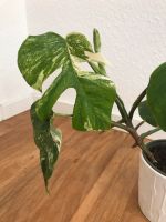 Monstera Variegata Hannover - Mitte Vorschau