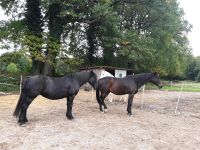 Reitbeteiligung - 2 Pferde suchen 2 Menschen Nordrhein-Westfalen - Steinhagen Vorschau