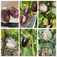 Weiße Aubergine oder violette aus Sizilien 10 Samen Ursorte Baden-Württemberg - Esslingen Vorschau