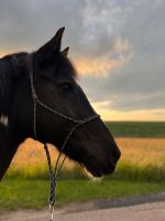 Pferd sucht Pflege- oder Reitbeteiligung Niedersachsen - Lauenau Vorschau