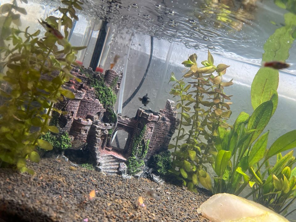 Aquarium Starterset komplettPaket Neupreis über 350€ in Esens