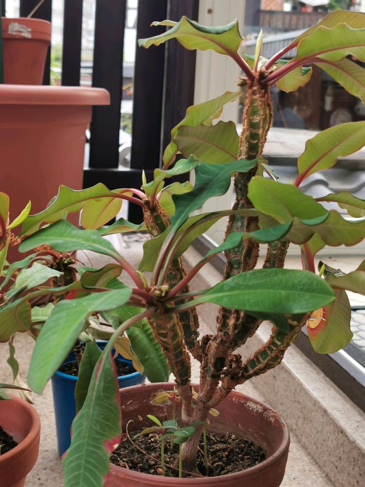 Spuckpalme euphorbia leuconeura, Juwel von Madagaskar in Troisdorf