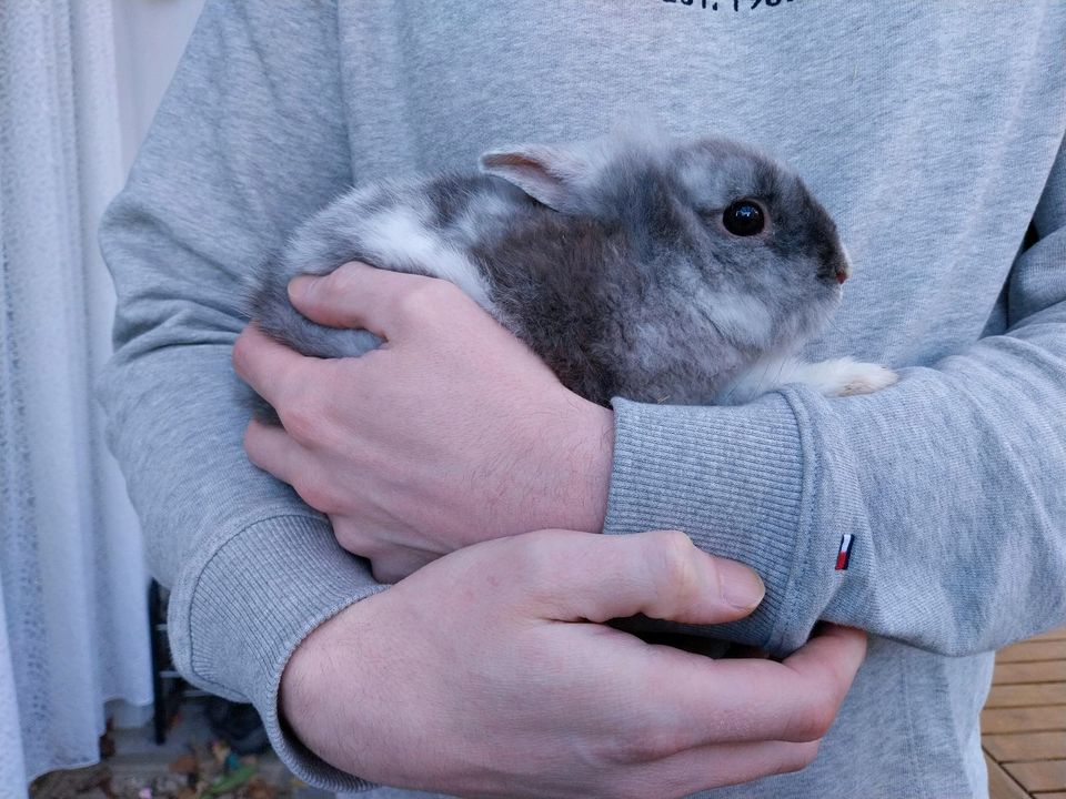 Zwergkaninchen Kaninchen  in liebevolle Hände abzugeben in Lengede