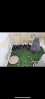 Hühner Küken Amrock Glucke mit Küken Brandenburg - Seelow Vorschau