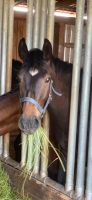 Schweres Warmblut /Reitpferd  2jähriger Hengst Nachwuchspferd Thüringen - Schmiedehausen Vorschau