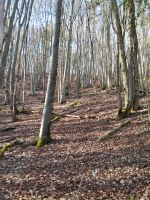 Wald bei Ebermannstadt Bayern - Forchheim Vorschau