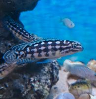 Julidochromis marlieri Zuchtpaar Berlin - Neukölln Vorschau