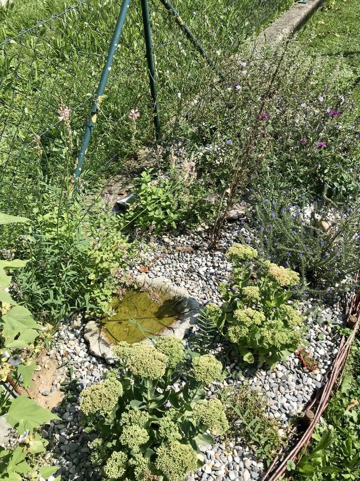 Wildstaudenbeet Nützlinge Bienen Hummeln Schmetterlinge Garten in Schwenningen