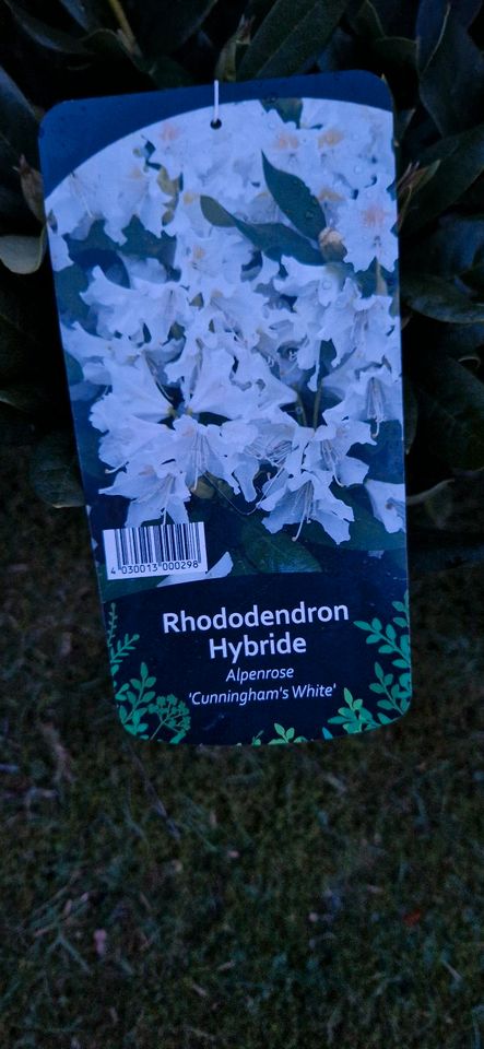 Rhododendron 5 liter topf in Uplengen