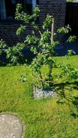 Junger Apfelbaum Malus Roter Berlepsch Nordrhein-Westfalen - Lage Vorschau