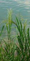Teichpflanzen: 10 St. kleiner Wasserschwaden, Biofilter Niedersachsen - Derental Vorschau