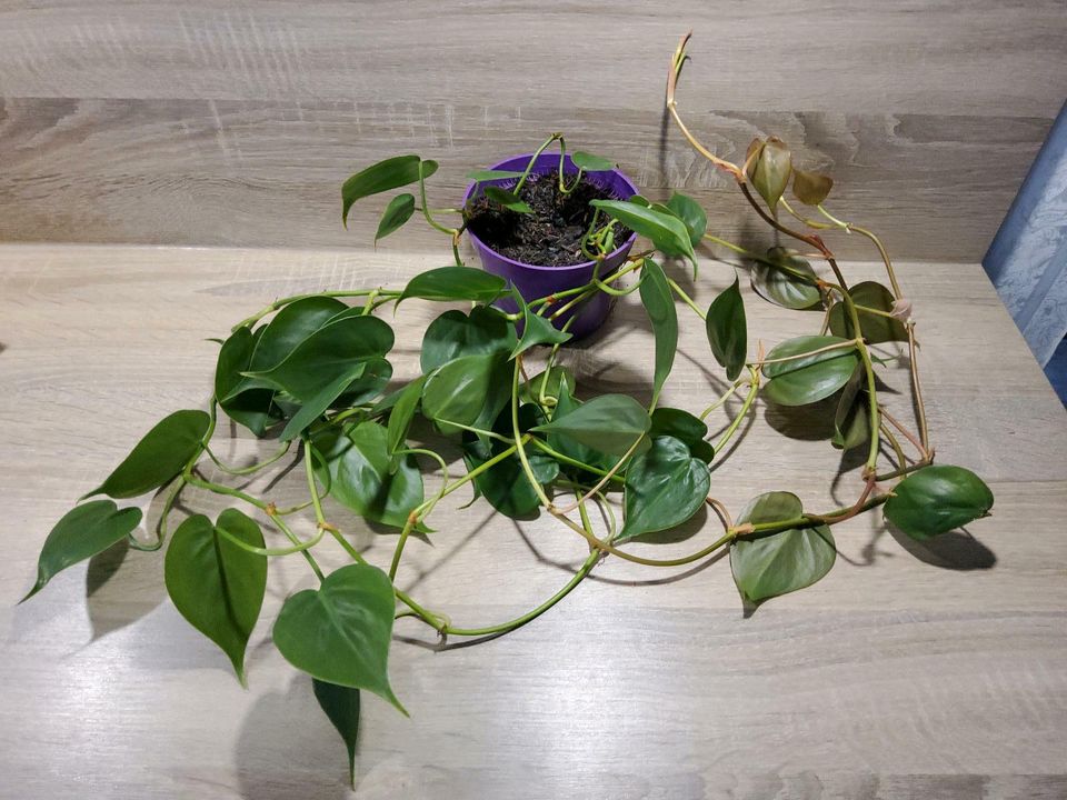 Philodendron Zimmerpflanze Büropflanze Luftreinigende Pflanze in Königslutter am Elm