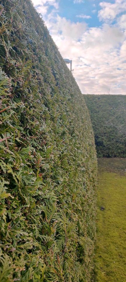 Gartenarbeiten> Heckenschnitt in Ibbenbüren