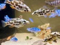 4er Gruppe Nimbochromis Livingstonii Malawi Giraffen Buntbarsche Bayern - Weibersbrunn Vorschau