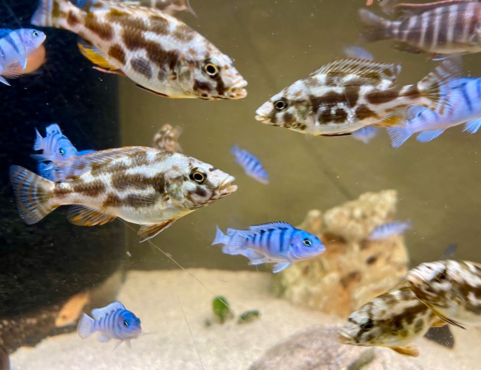 4er Gruppe Nimbochromis Livingstonii Malawi Giraffen Buntbarsche in Weibersbrunn