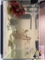 60L Aquarium + Fische + Deko Nordrhein-Westfalen - Neuss Vorschau