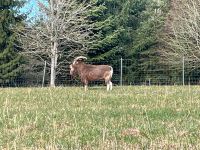 Thüringer waldziegenbock , Bock Bayern - Amberg Vorschau