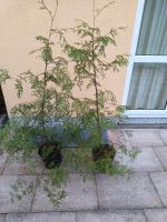 2 Stück Lebensbaum 'Brabant' Thuja occidentalis '140 cm hoch Sachsen - Chemnitz Vorschau