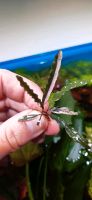 ❗❤ White Ghost ❤❗ Rare Bucephalandra Aquarium Garnelen Freiburg im Breisgau - March Vorschau