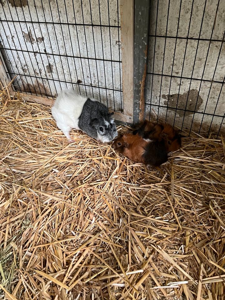 Rossetten Meerschweinchen Babys in Zeitz