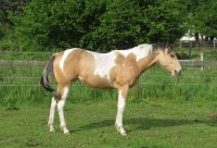 Prämiertes Paint Horse Stutfohlen Buckskin Tobiano aus 06/2023 Brandenburg - Plattenburg Vorschau