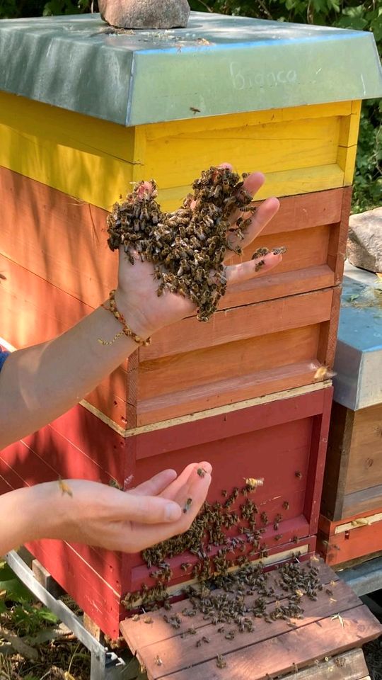 Imkerservice für Berlin - Wir fangen deinen Bienenschwarm! in Berlin