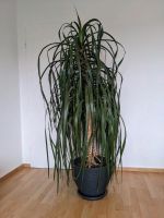 Drachenbaum, Dracaena draco, H 190 Hessen - Niedernhausen Vorschau