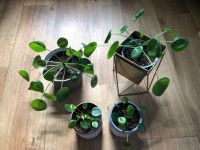 Pilea Peperomia Jungpflanze Ableger Sachsen-Anhalt - Timmenrode Vorschau