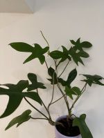 Philodendron Florida Beauty Bayern - Roding Vorschau