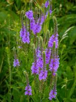 STAUDENSAMEN: LANZEN-VERBENE (Verbena hastata) WEIß+LILA Sachsen-Anhalt - Lutherstadt Wittenberg Vorschau