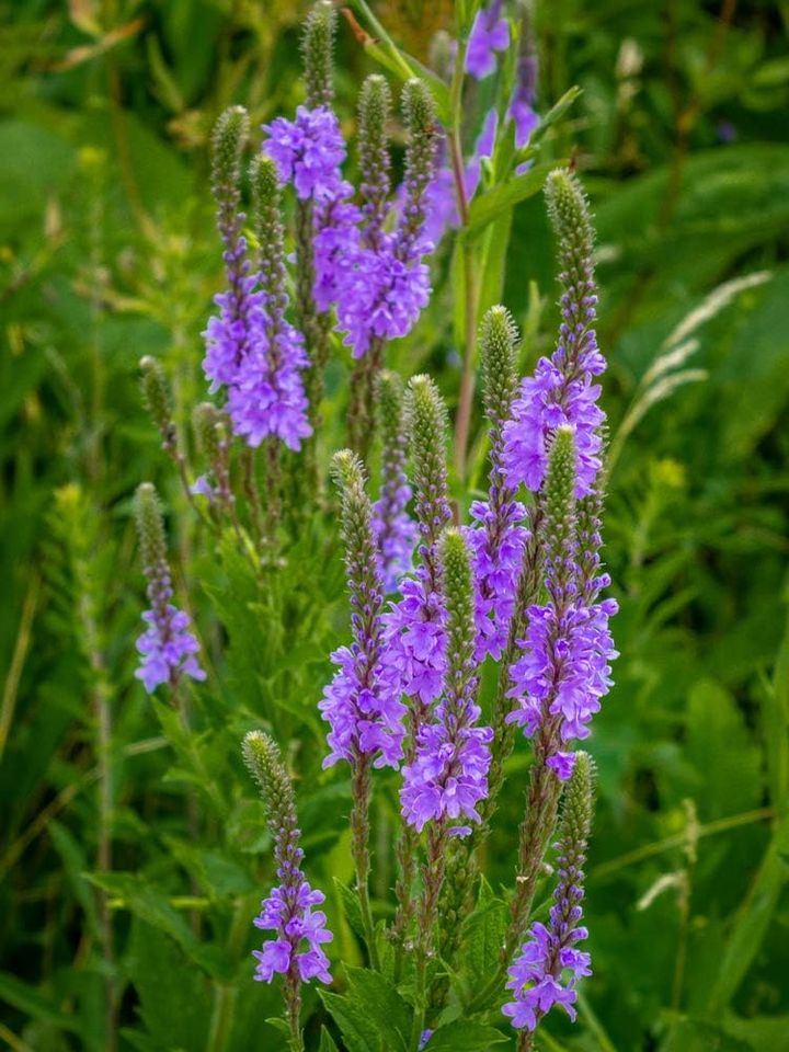 STAUDENSAMEN: LANZEN-VERBENE (Verbena hastata) WEIß+LILA in Lutherstadt Wittenberg