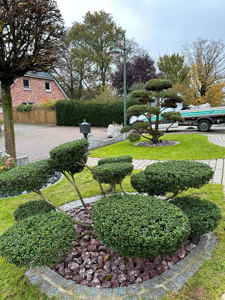 Heckenschnitt / Baumschnitt | Gartenpflege in Horst (Holstein)