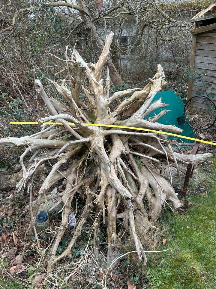 Thuja Wurzelholz, Stamm, Schnitzholz, Wurzelwerk, Kettensäge, in Rangsdorf