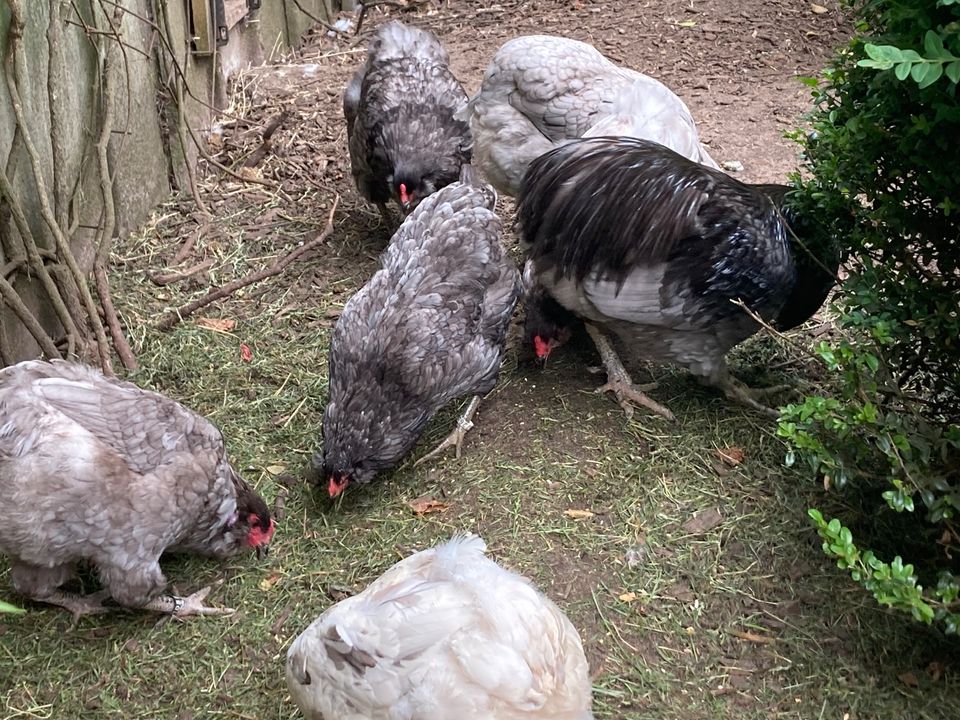 frische Eier von glücklichen Hühnern in Willenscharen