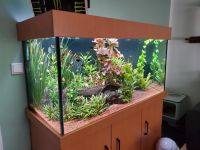 Aquarium 360l mit Unterschrank Nordrhein-Westfalen - Krefeld Vorschau