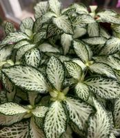 Fittonia “Forest Flame White” - 2€ - Zimmerpflanze Köln - Marienburg Vorschau